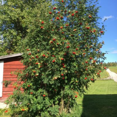 2017-09-07 Hösten närmar sig och rönnarnas grenar tyngs av mängder med rönnbär. Foto: Åke Runnman