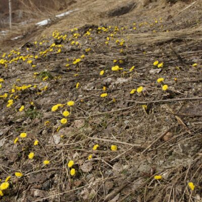 2018-04-27 Årets första tussilagor hittade jag i dag på slänten ner mot sjön bakom huset. Våren är här! Foto: Åke Runnman