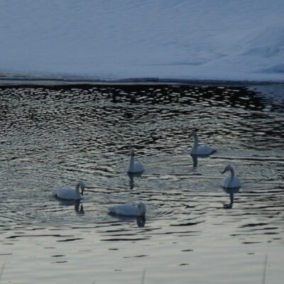 2020-02-25 Våren är på väg! I dag låg fem svanar nere vid bron. Foto: Åke Runnman