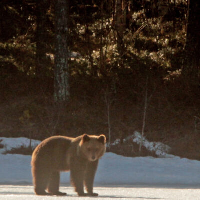 2020-04-21 En björn hade vaknat och visade sig vid Rankbågatjärn. Foto: Rolf Wahlberg
