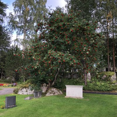 2021-08-22 Hösten börjar närma sig, tranorna skriker på morgnarna och rönnarna dignar av rönnbär. Här syns en rönn nere på kyrkogården full av rönnbär.  Foto: Åke Runnman