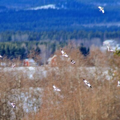 2014-03-23 Inte lätt att få en bild på flygande snösparvar men Elsebeth lyckades Foto: Elsebeth Wälivaara