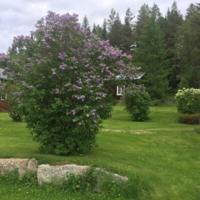2014-06-11 Så här vackert blommade syrenerna hos systrarna Lycksell i Skarda Foto: Åke Runnman