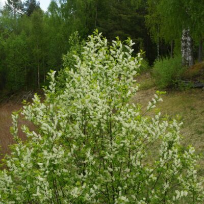 2017-06-09 De senaste dagarnas värme har fått häggen att blomma och den ljuva doften känns lite här och där i byn Foto: Åke Runnman