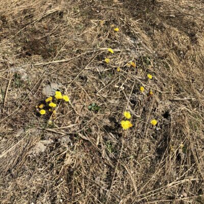 2019-04-20 I vägslänten vid Evald Hellgren lyste tussilagon med sina gula blommor. Foto: Åke Runnman