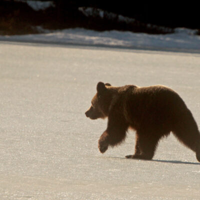 2020-04-21 En björn hade vaknat och visade sig vid Rankbågatjärn. Foto: Rolf Wahlberg