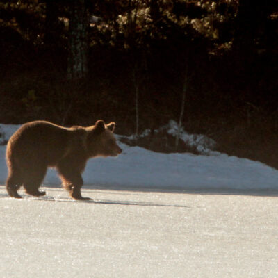 2020-04-21 En björn hade vaknat och visade sig vid Rankbågatjärn. Foto: Rolf Wahlberg