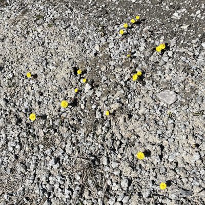 2022-04-22 Årets första tussilago sticker upp huvudet i vägkanten vid Brodala samtidigt hittar man tranor, storspovar, tofsvipor och andra fåglar ute på åkrarna kring Örträsk. Våren är här. Foto: Åke Runnman